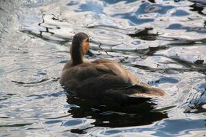 A view of a Duck at Martin Mere Nature Reserve photo