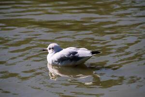 A view of a Black Headed Gull photo