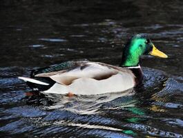 A view of a Duck at Martin Mere Nature Reserve photo