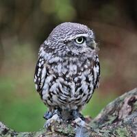 A close up of a Little Owl photo