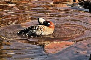 A view of a Whistling Duck photo