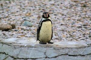A view of a Penguin photo