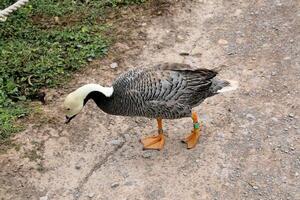 A view of a Goose at Martin Mere Nature Reserve photo