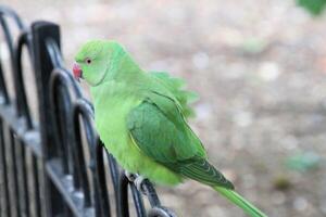 A view of a Ring Necked Parakeet photo