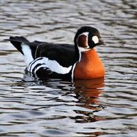 A view of a Red Breasted Goose photo