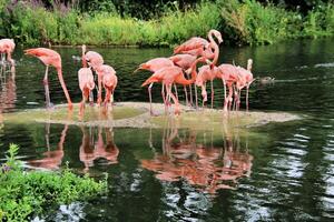 a VIEW OF A fLAMINGO photo