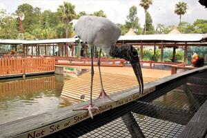 A close up of a Stork photo