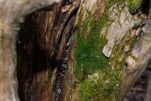 A tree trunk with green moss on it photo