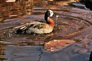 A view of a Whistling Duck photo