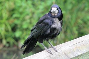 A view of a Rook photo