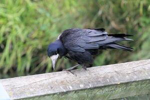 A view of a Rook photo