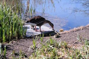 A view of a Greylag Goose photo