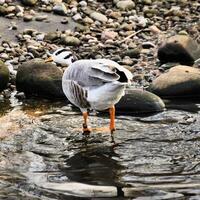 A close up of a Bar Headed Goose photo