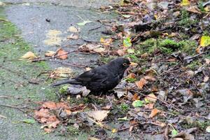 A close up of a Blackbird photo