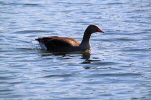 A view of a Greylag Goose photo