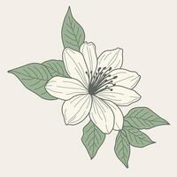 jasmine flower, showcasing intricate details and delicate elegance. Ideal for nature-inspired and timeless design projects. vector