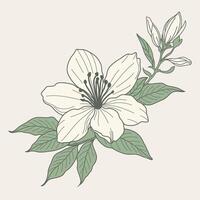 jasmine flower, showcasing intricate details and delicate elegance. Ideal for nature-inspired and timeless design projects. vector