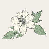 jasmine flower, showcasing intricate details and delicate elegance. Ideal for nature-inspired and timeless design projects. vector