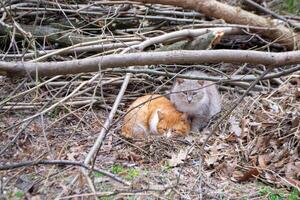 Two cats are sitting in a pile of branches, one of which is orange and the other is orange. photo