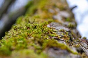 A tree trunk with moss on it and a sky background photo