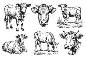 cow set illustration ink sketch. Farm bull background beef animal silhouette art. Black and white hand drawn image vector