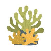 coral reef on a white background vector