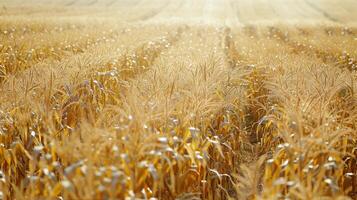 Field with golden corn, autumn landscape photo