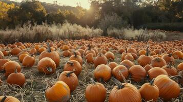 Pumpkins stacked in a field, autumn landscape photo