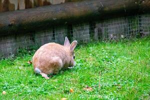 Rabbit on the grass. Animals in the wild photo