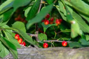Cherry branch with ripe red berries on a dark green background. Garden natural cherry. photo