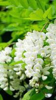 Acacia tree blooming in the spring with background photo
