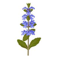 Illustration of Ajuga reptans, commonly known as bugleweed or carpet bugle, isolated on white background. vector