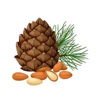 Illustration of pine nuts, also called pinoli or pignoli, isolated on white background. vector