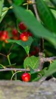Cherry branch with ripe red berries on a dark green background. Garden natural cherry. photo