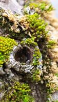 A tree trunk with moss on it and a sky background photo