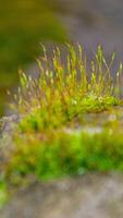 A tree trunk with moss on it and a sky background photo