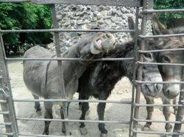 The horse behind the fence is bored in the middle of early autumn photo