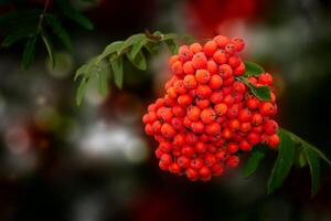 Ripening rowan berries hanging on the tree during the day. photo
