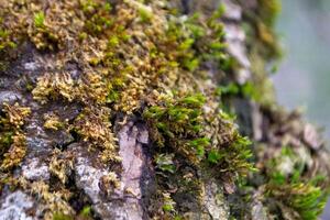 A tree trunk with moss on it and a sky background photo