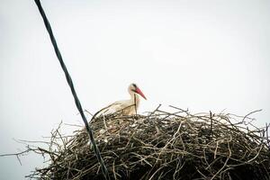 Stork Sitting on a Nest with Clouds on the Sky in the Background. photo