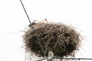 Stork Sitting on a Nest with Clouds on the Sky in the Background. photo