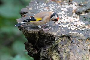A view of a Gold Finch photo