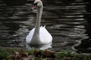 A view of a Mute Swan photo