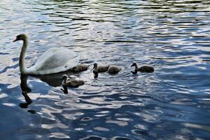 A view of a Mute Swan photo