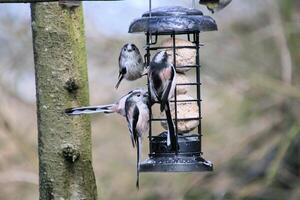 Long Tailed Tits on a bird feeder photo