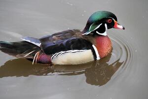 A view of a Duck at Martin Mere Nature Reserve photo