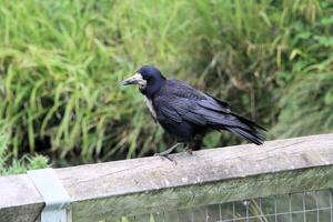 A view of a Rook photo