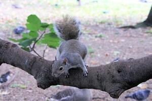 A close up of a Grey Squirrel in the wild photo