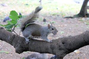 A close up of a Grey Squirrel in the wild photo