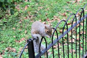 A close up of a Grey Squirrel in the wild photo